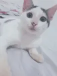 Chico