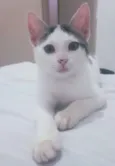Chico