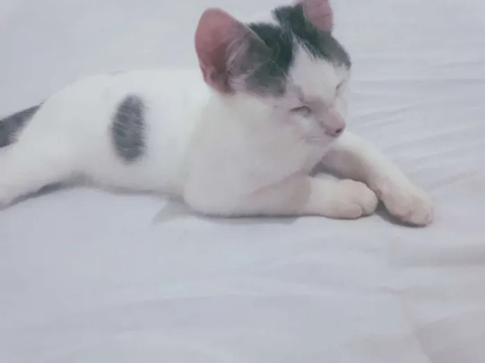 Gato ra a Sem raça  idade 2 a 6 meses nome Chico