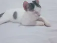 Chico