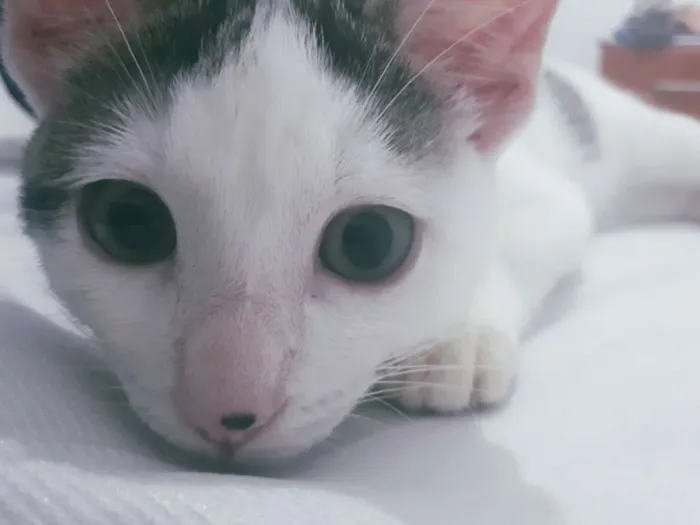 Gato ra a Sem raça  idade 2 a 6 meses nome Chico