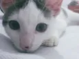 Chico