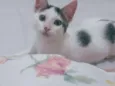 Chico