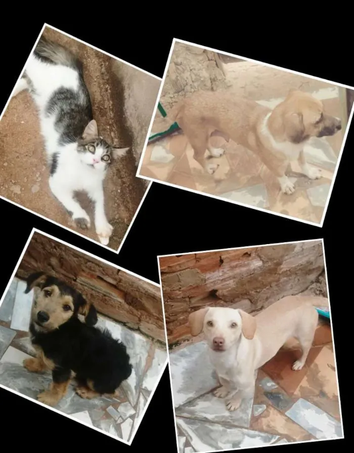 Cachorro raça Desconheço idade 5 anos nome Meggy