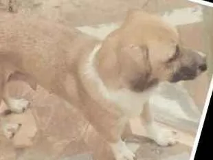 Cachorro raça Desconheço idade 5 anos nome Meggy