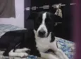 Toto 