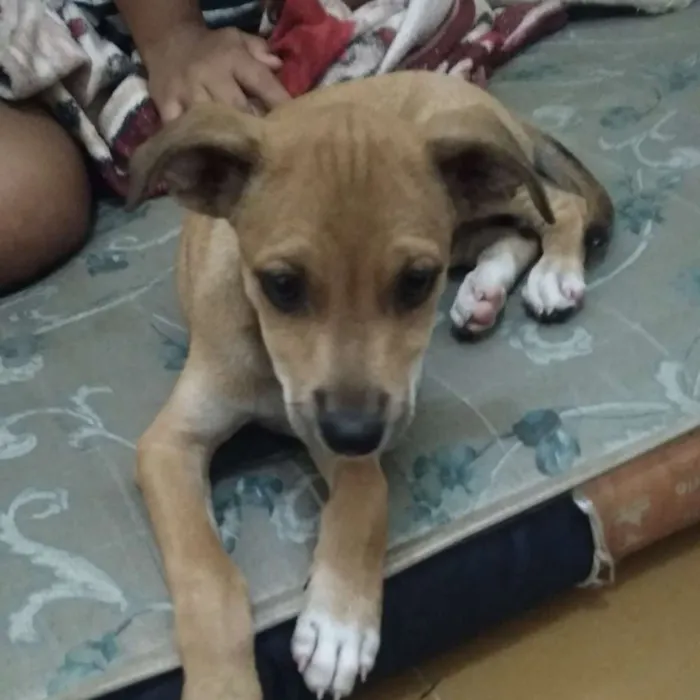 Cachorro ra a Vira lata idade 2 a 6 meses nome Kirara