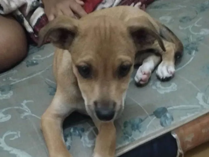 Cachorro ra a Vira lata idade 2 a 6 meses nome Kirara