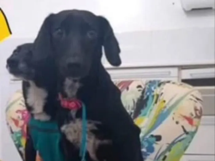 Cachorro ra a SRD idade 7 a 11 meses nome Pretinha e Lara 