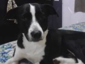 Cachorro raça SRD idade 7 a 11 meses nome Toto 