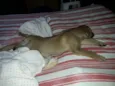 Marley