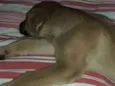 Marley