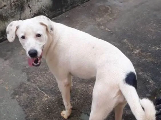 Cachorro ra a Parece labrador idade 2 a 6 meses nome Branquinha