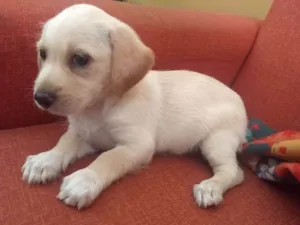 Cachorro raça Srd idade Abaixo de 2 meses nome Vc escolhe