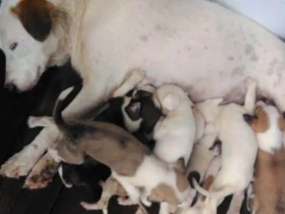 Cachorro ra a Viralata idade Abaixo de 2 meses nome Branquinha