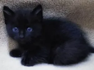 Gato raça Preto idade 2 a 6 meses nome Sem nome ainda