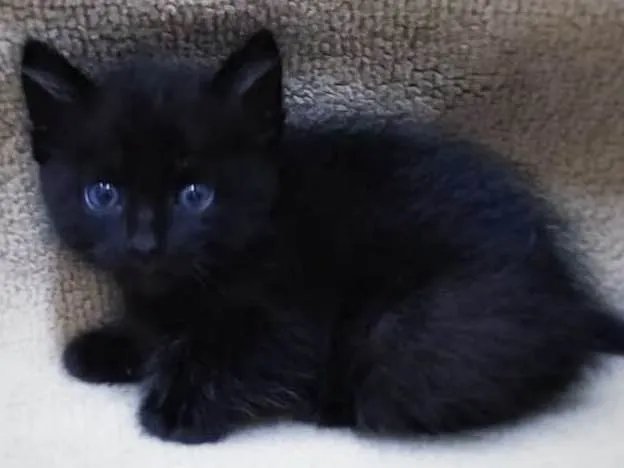 Gato ra a Preto idade 2 a 6 meses nome Sem nome ainda