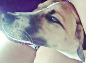 Cachorro raça Vira-,lata idade 4 anos nome Pérola