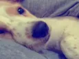 Olavo 