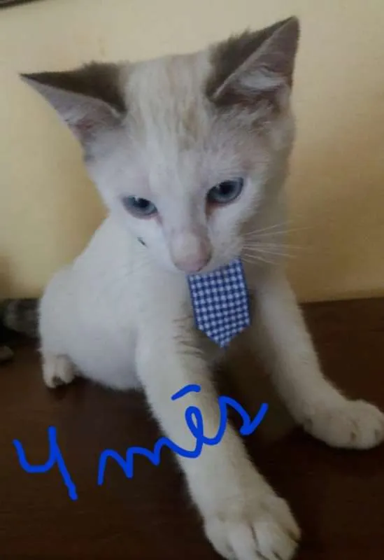 Gato ra a Sem raça definida idade 2 a 6 meses nome Nina/Zé/Chiquinho