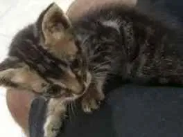 Gato raça  idade 2 a 6 meses nome Jaspe e Ágata