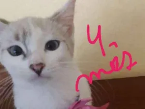 Gato raça Sem raça definida idade 2 a 6 meses nome Nina/Zé/Chiquinho