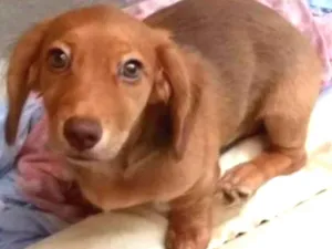 Cachorro raça Daschund ( mestiço) idade 2 a 6 meses nome Mel 