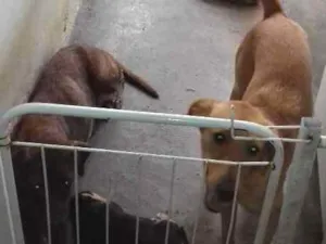 Cachorro raça Não definida idade 2 anos nome Zaira