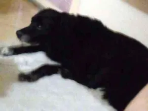 Cachorro raça Vira lata idade 6 ou mais anos nome Nina