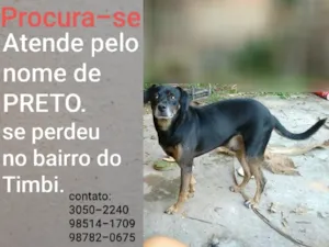 Cachorro raça Vira-lata  idade 6 ou mais anos nome Preto
