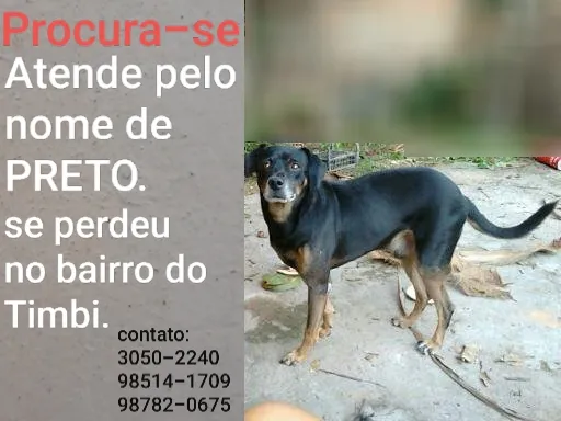 Cachorro ra a Vira-lata  idade 6 ou mais anos nome Preto