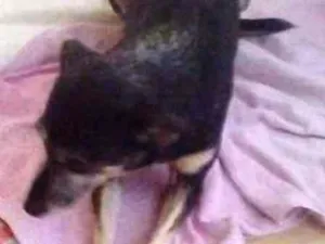 Cachorro raça Vira lata idade 6 ou mais anos nome Julie