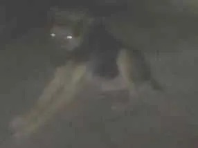 Cachorro raça Pastor alemão  idade 3 anos nome Hulk