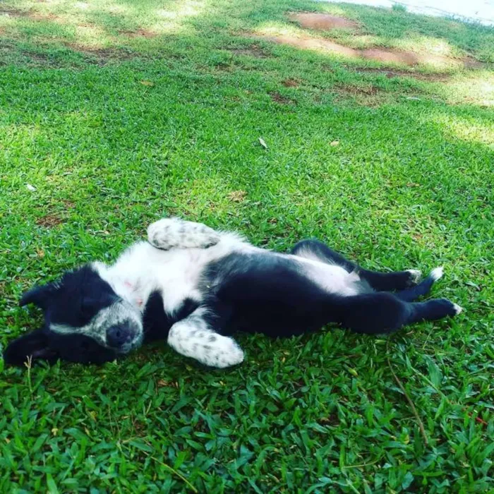 Cachorro ra a border collie idade 2 a 6 meses nome meg