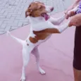 Pipoca
