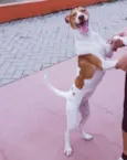Pipoca