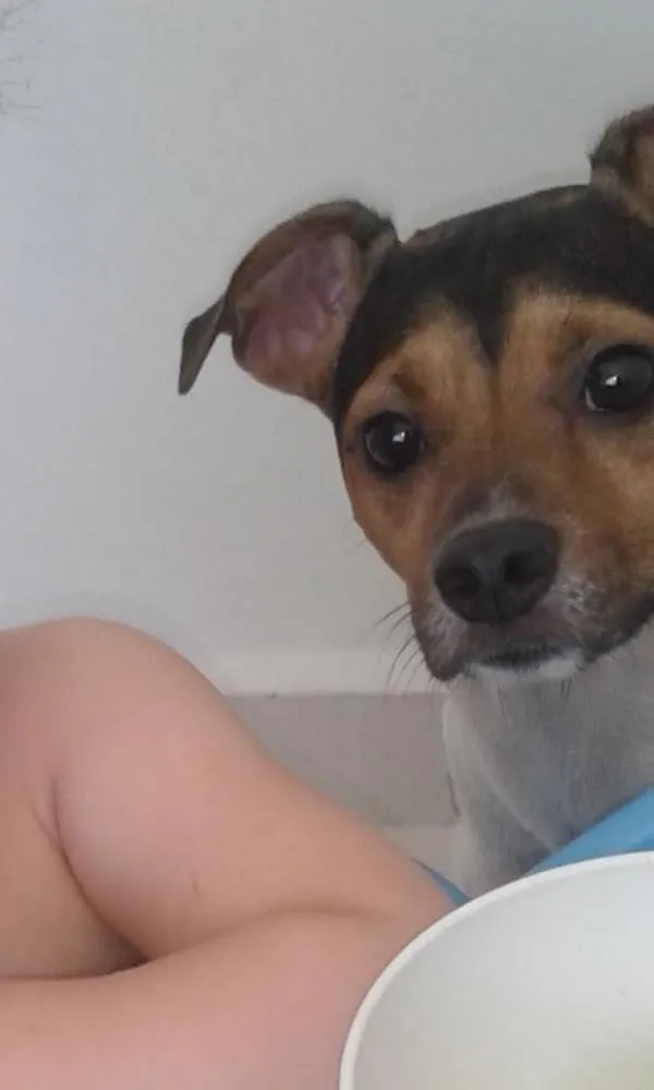 Cachorro ra a Fox Paulistinha idade 6 ou mais anos nome Bong