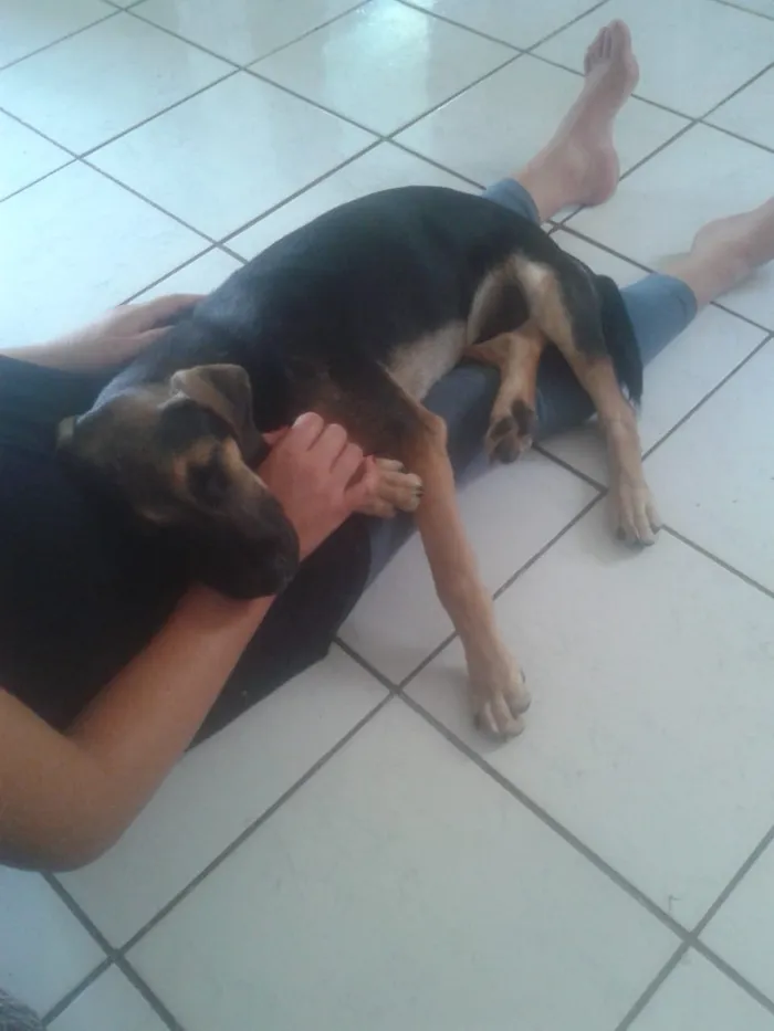 Cachorro raça desconhecida idade 7 a 11 meses nome Dudu
