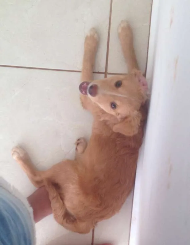 Cachorro ra a indeterminada idade 2 a 6 meses nome amora