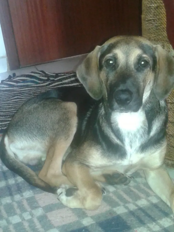 Cachorro raça desconhecida idade 7 a 11 meses nome Dudu