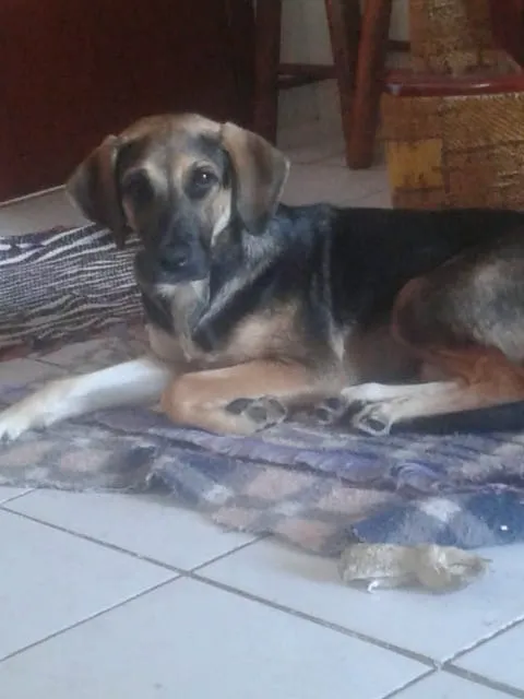 Cachorro raça desconhecida idade 7 a 11 meses nome Dudu