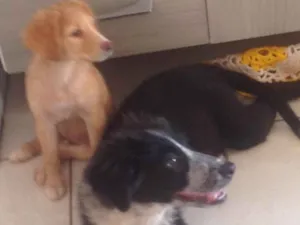 Cachorro raça border collie idade 2 a 6 meses nome meg