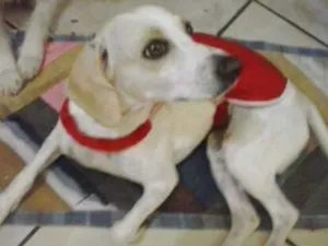 Cachorro raça SRD idade 1 ano nome Formiga 