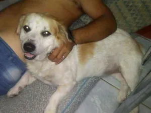 Cachorro raça Raciado idade 5 anos nome Scoob