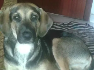 Cachorro raça desconhecida idade 7 a 11 meses nome Dudu