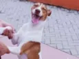 Pipoca