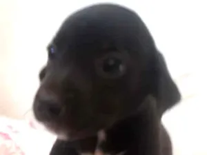 Cachorro raça Vira lata idade Abaixo de 2 meses nome Sem nome 