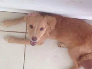 Cachorro raça indeterminada idade 2 a 6 meses nome amora