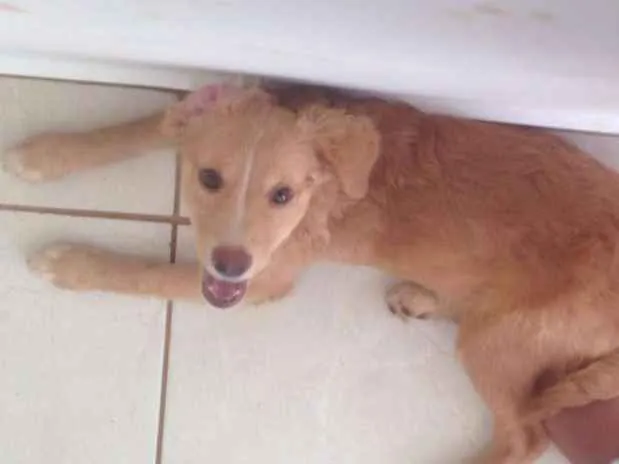 Cachorro ra a indeterminada idade 2 a 6 meses nome amora