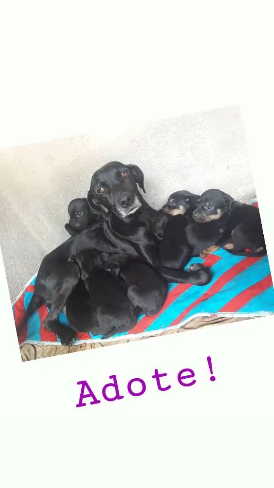 Cachorro ra a Hotweiller  idade Abaixo de 2 meses nome Filhote